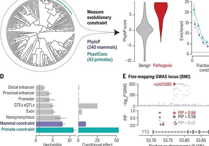 Leveraging base-pair mammalian constraint to understand genetic variation and human disease | Science